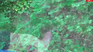 Гопник с телочкой Ani Black Fox писали в кустах и трахались